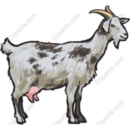 Charming Goat