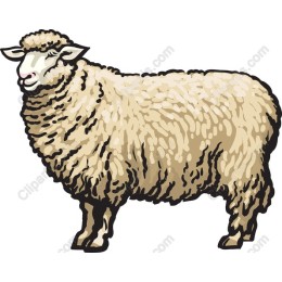 Charming Fluffy Sheep