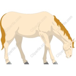 Elegant Horse