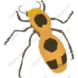 Vibrant Bee
