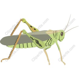 Vibrant Grasshopper