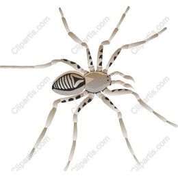 Elegant Spider