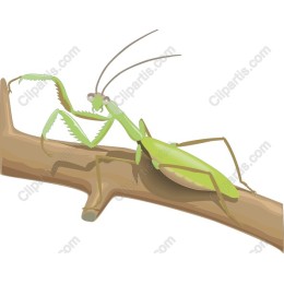 Praying Mantis