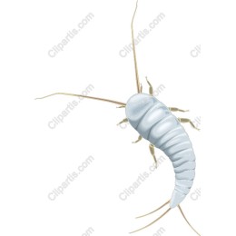 Elegant Springtail