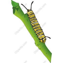 Vibrant Caterpillar on Leaf