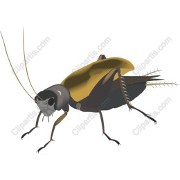 Cockroach