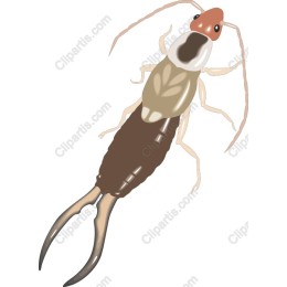 Aquatic Insect