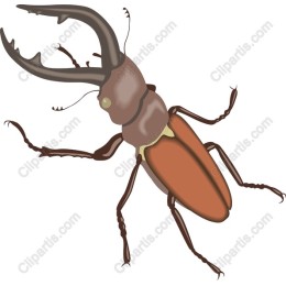 Majestic Stag Beetle