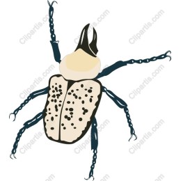 Beetle - Intricate Insect
