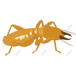 Realistic Termite