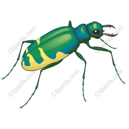 Vibrant Beetle