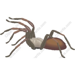 Realistic Spider