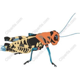 Vibrant Grasshopper