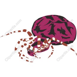 Vibrant Spider