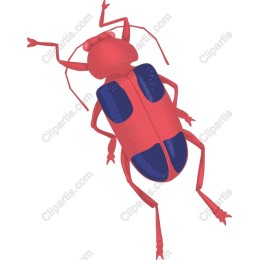 Colorful Beetle