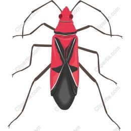 Vibrant Red Insect