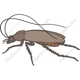 Cockroach