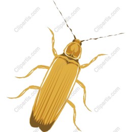 Golden Beetle