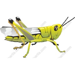 Vibrant Grasshopper