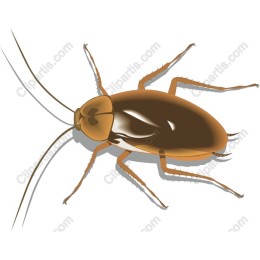 Cockroach - Realistic