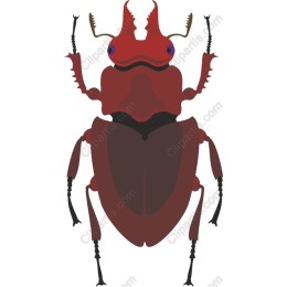 Captivating Beetle