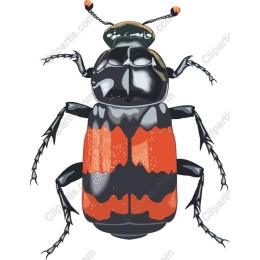 Vibrant Beetle