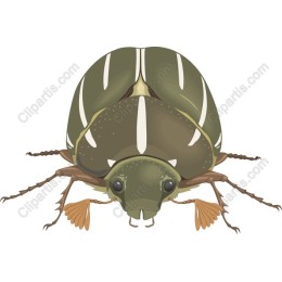 Green Beetle - and