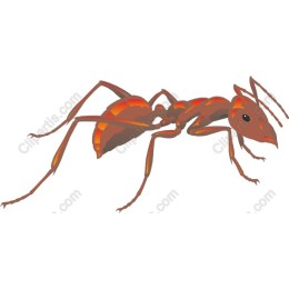 Vibrant Ant
