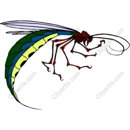 Colorful Insect