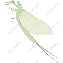 Delicate Mayfly