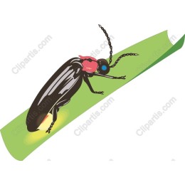 Firefly on Green Leaf