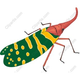 Colorful Insect