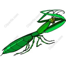 Vibrant Green Mantis