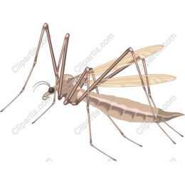 Mosquito