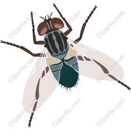 Premium Fly