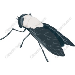High-Quality Fly