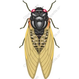 Vibrant Cicada