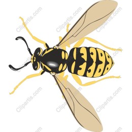 Wasp