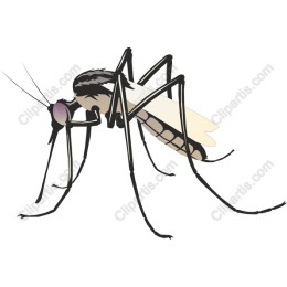 Mosquito