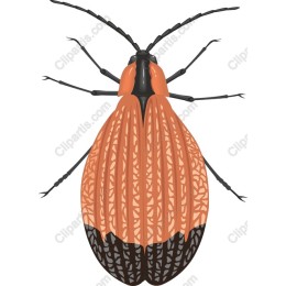 Elegant Beetle
