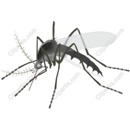 Mosquito