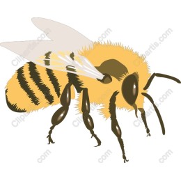 Vibrant Honeybee