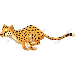 Playful Cheetah