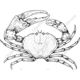 Exquisite Hand-Drawn Crab