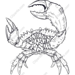 Crab - Intricate Line Art