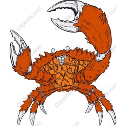 Vibrant Orange Crab