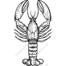 Premium Lobster