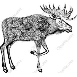 Majestic Moose