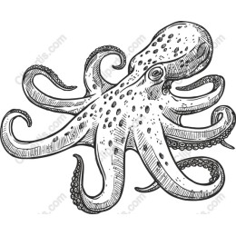 Hand-Drawn Octopus