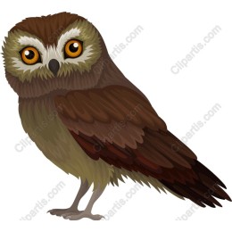Charming Owl